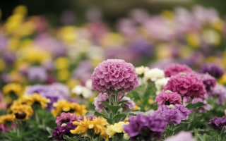 fleur-gros-plan-jardin-flou