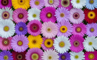 fleurs-colorees-lettred-fondflou