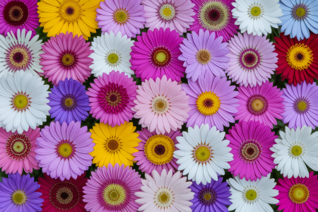 fleurs-colorees-lettred-fondflou