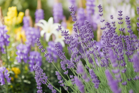 jardin-lavande-lys-lupins