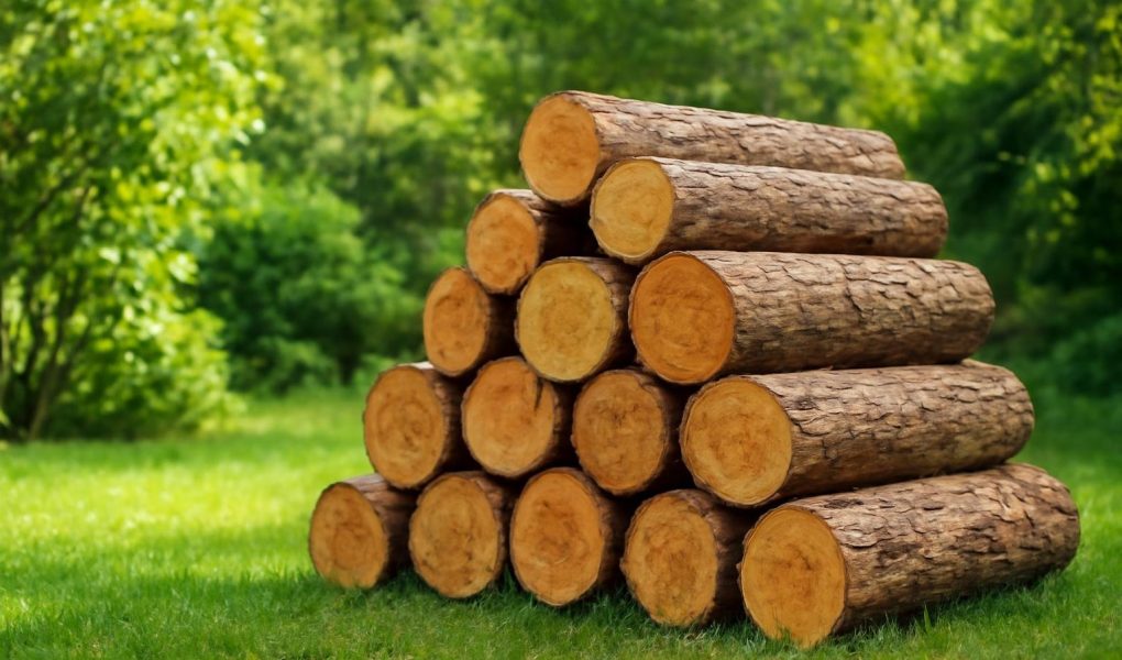 buches-albizia-jardin-verdoyant