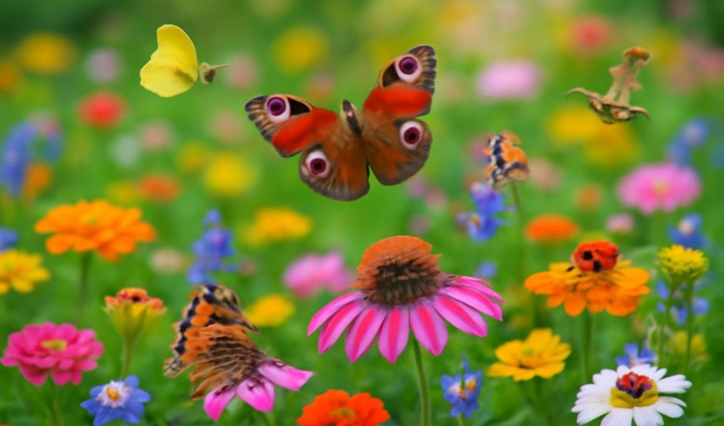 jardin-luxuriant-fleurs-insectes-papillons