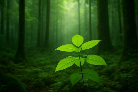 plante-rare-foret-dense-lumiere-douce