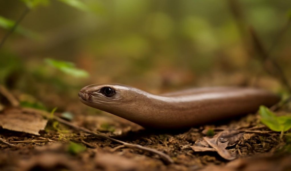 orvet-sol-forestier-feuilles-branches
