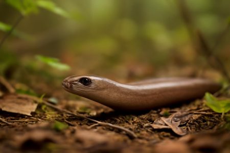 orvet-sol-forestier-feuilles-branches