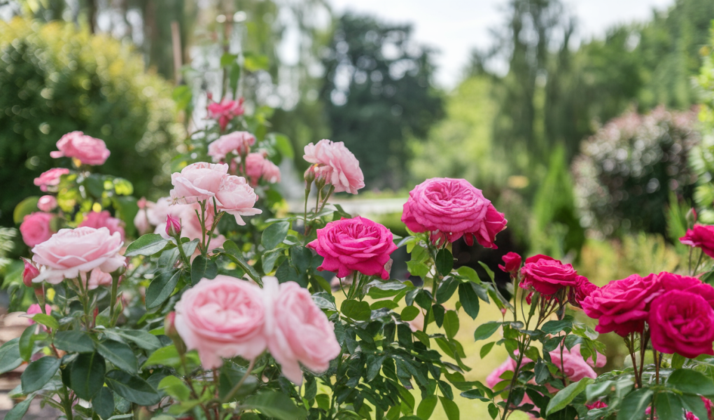 fleurs-lauriers-roses-jardin-luxuriant