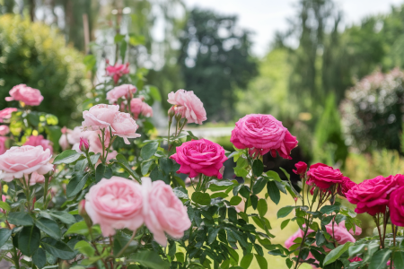 fleurs-lauriers-roses-jardin-luxuriant